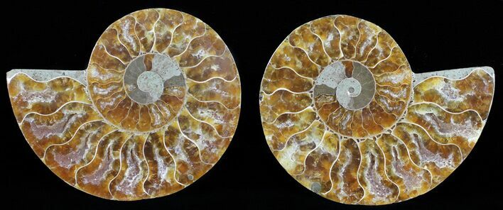 Polished Ammonite Pair - Agatized #56276